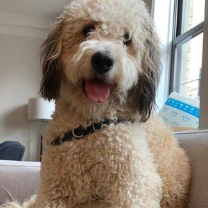 Meet your Posher, Luna